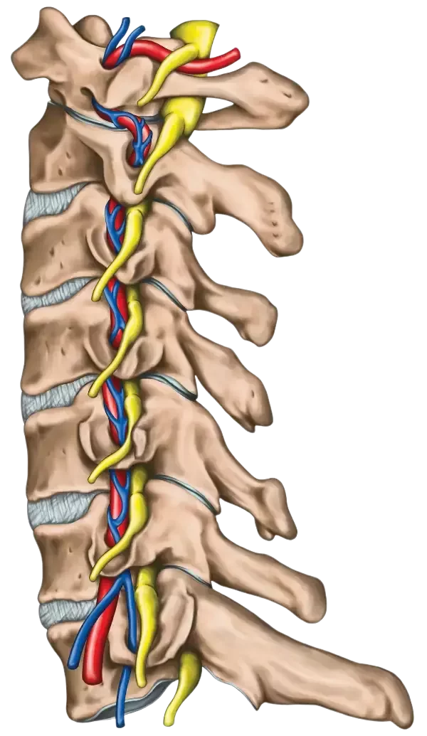 Anatomical illustration of the cervical spine (side view) showing vertebrae, intervertebral discs, spinal nerves, and blood vessels.