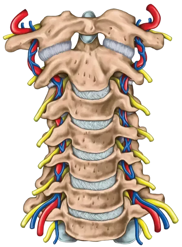 Anatomical illustration of the cervical spine (frontal view) showing vertebrae, intervertebral discs, spinal nerves, and blood vessels.