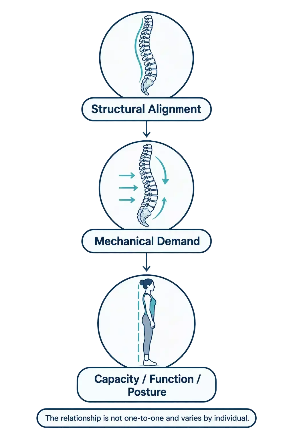 Flow diagram linking structural alignment to mechanical demand, then capacity, function and posture, noting that the relationship is not one-to-one and varies by individual.
